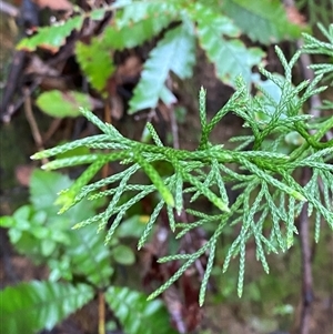 Pseudolycopodium densum (Bushy Club Moss) at Fitzroy Falls, NSW - 23 Mar 2025 by Tapirlord