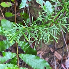 Pseudolycopodium densum at Fitzroy Falls, NSW - suppressed