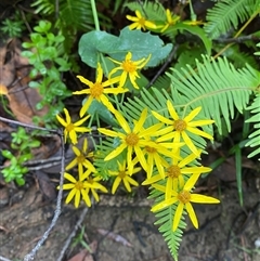 Lordhowea velleioides (Forest Groundsel) at Fitzroy Falls, NSW - 23 Mar 2025 by Tapirlord