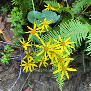 Lordhowea velleioides (Forest Groundsel) at Fitzroy Falls, NSW - 23 Mar 2025 by Tapirlord