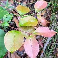 Syzygium smithii (Lilly Pilly) at Fitzroy Falls, NSW - 23 Mar 2025 by Tapirlord