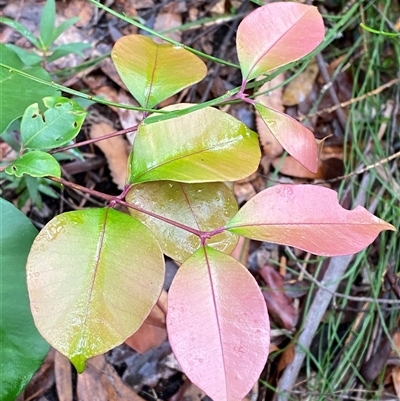 Syzygium smithii (Lilly Pilly) at Fitzroy Falls, NSW - 23 Mar 2025 by Tapirlord