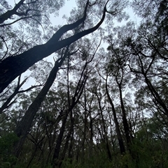 Eucalyptus sieberi at Fitzroy Falls, NSW - 23 Mar 2025 by Tapirlord