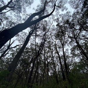 Eucalyptus sieberi at Fitzroy Falls, NSW - 23 Mar 2025 by Tapirlord