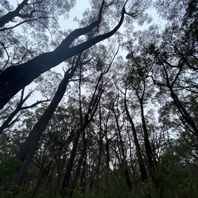 Eucalyptus sieberi at Fitzroy Falls, NSW - 23 Mar 2025 by Tapirlord
