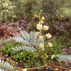 Acacia terminalis (Sunshine Wattle) at Fitzroy Falls, NSW - 23 Mar 2025 by Tapirlord