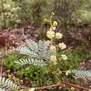 Acacia terminalis (Sunshine Wattle) at Fitzroy Falls, NSW - 23 Mar 2025 by Tapirlord