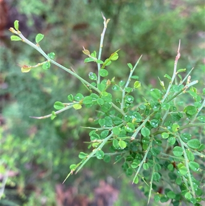 Bossiaea obcordata (Spiny Bossiaea) at Fitzroy Falls, NSW - 23 Mar 2025 by Tapirlord
