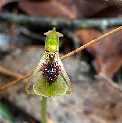 Chiloglottis reflexa at Fitzroy Falls, NSW - 23 Mar 2025 by Tapirlord