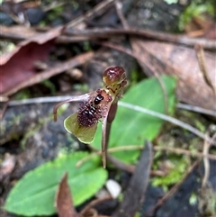 Chiloglottis seminuda at suppressed - suppressed