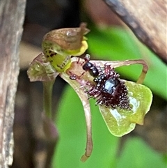 Chiloglottis seminuda at suppressed - suppressed