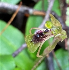 Chiloglottis seminuda at suppressed - suppressed