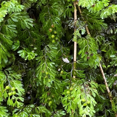 Hymenophyllum cupressiforme (Common Filmy Fern) at Robertson, NSW - 23 Mar 2025 by Tapirlord