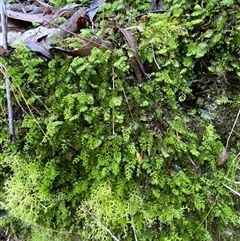 Hymenophyllum cupressiforme at Robertson, NSW - suppressed