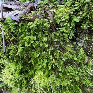 Hymenophyllum cupressiforme at Robertson, NSW - suppressed