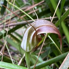 Pterostylis pulchella at Robertson, NSW - 23 Mar 2025 by Tapirlord