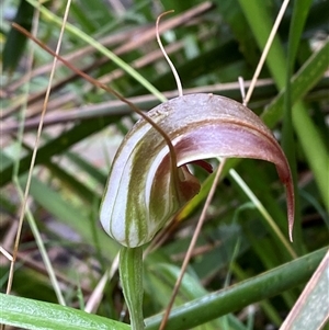 Pterostylis pulchella at Robertson, NSW - 23 Mar 2025 by Tapirlord