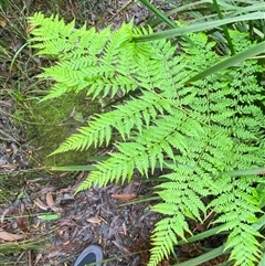 Calochlaena dubia (Rainbow Fern) at Robertson, NSW - 23 Mar 2025 by Tapirlord
