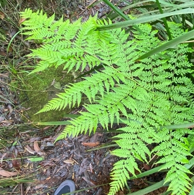 Calochlaena dubia (Rainbow Fern) at Robertson, NSW - 23 Mar 2025 by Tapirlord