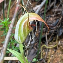 Pterostylis pulchella at Robertson, NSW - 23 Mar 2025 by Tapirlord