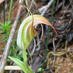 Pterostylis pulchella at Robertson, NSW - 23 Mar 2025 by Tapirlord