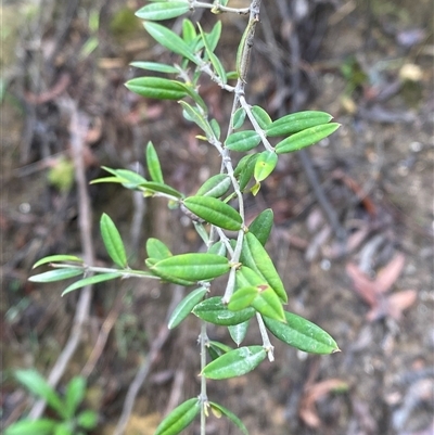 Bossiaea kiamensis at Robertson, NSW - 23 Mar 2025 by Tapirlord