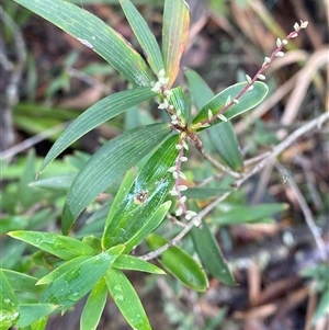 Leucopogon affinis at Robertson, NSW - 23 Mar 2025 by Tapirlord