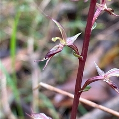 Acianthus exsertus at Robertson, NSW - 23 Mar 2025 by Tapirlord