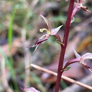 Acianthus exsertus at Robertson, NSW - 23 Mar 2025 by Tapirlord
