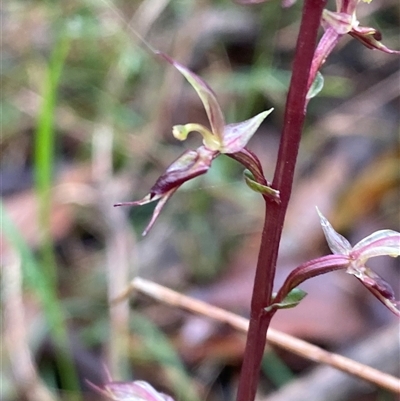 Acianthus exsertus at Robertson, NSW - 23 Mar 2025 by Tapirlord