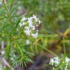 Platysace linearifolia (Narrow-leaved Platysace) at Robertson, NSW - 23 Mar 2025 by Tapirlord