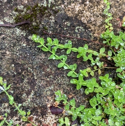 Hypericum japonicum at Robertson, NSW - 23 Mar 2025 by Tapirlord