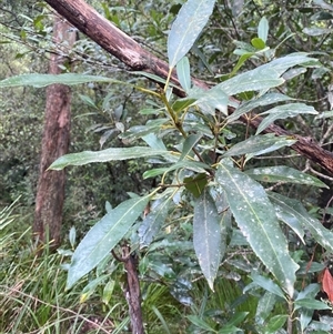 Ceratopetalum apetalum (Coachwood) at Robertson, NSW - 23 Mar 2025 by Tapirlord