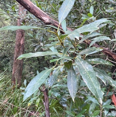 Ceratopetalum apetalum (Coachwood) at Robertson, NSW - 23 Mar 2025 by Tapirlord