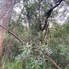 Ceratopetalum apetalum at Robertson, NSW - 23 Mar 2025 10:12 AM