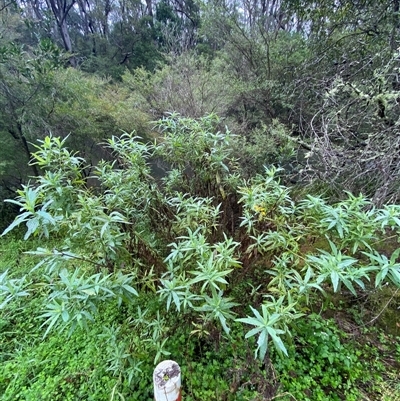 Senecio linearifolius var. arachnoideus at Robertson, NSW - 23 Mar 2025 by Tapirlord