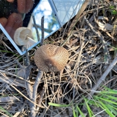 Unverified Cap on a stem; gills below cap [mushrooms or mushroom-like] at Broke, NSW - Yesterday by RoyP