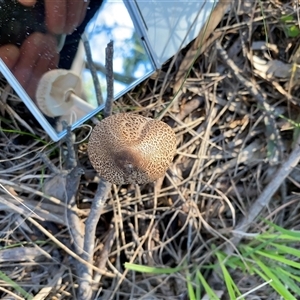 Unverified Cap on a stem; gills below cap [mushrooms or mushroom-like] at Broke, NSW - Today by RoyP
