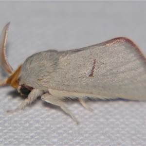 Unverified Other moth at Quilpie, QLD - 1 Nov 2009 by PJH123