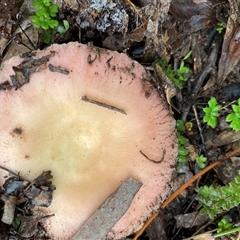 Unverified Cap on a stem; gills below cap [mushrooms or mushroom-like] at Broke, NSW - 26 May 2025 by RoyP