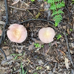 Russula sp. (genus) at Broke, NSW - 26 May 2025 08:43 AM