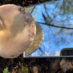 Russula sp. (genus) at Broke, NSW - 26 May 2025 08:43 AM