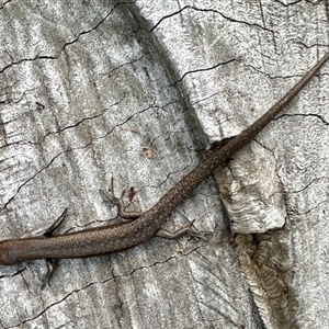 Lampropholis guichenoti at Aranda, ACT - Today by KMcCue