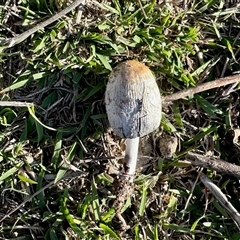 Coprinus sp. (Coprinus) at Yarralumla, ACT - 28 May 2025 by KMcCue
