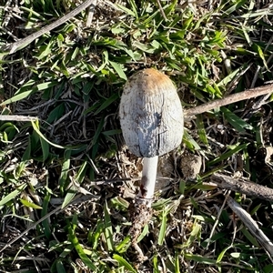 Unverified Fungus at Yarralumla, ACT - Yesterday by KMcCue