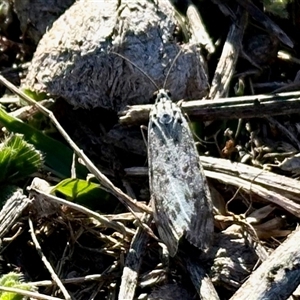 Utetheisa (genus) at Yarralumla, ACT - 28 May 2025 02:28 PM