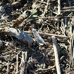 Utetheisa (genus) at Yarralumla, ACT - 28 May 2025 02:28 PM