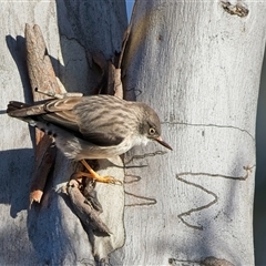 Daphoenositta chrysoptera (Varied Sittella) at Denman Prospect, ACT - 29 May 2025 by Kenp12