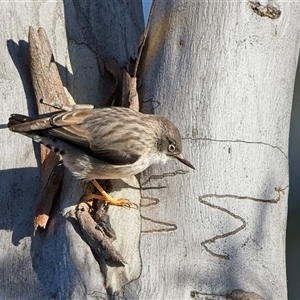 Daphoenositta chrysoptera (Varied Sittella) at Denman Prospect, ACT - Today by Kenp12