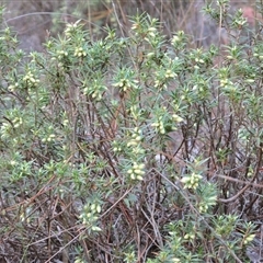 Melichrus urceolatus (Urn Heath) at Isaacs, ACT - 29 May 2025 by Mike